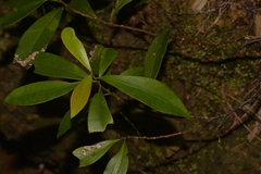 Tristaniopsis collina