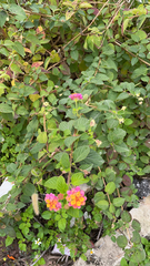 Lantana camara