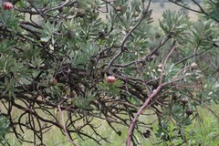 Protea caffra caffra