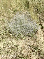 Gypsophila paniculata