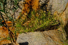 Chrysocoma sparsifolia