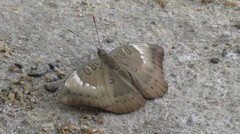 Euthalia aconthea