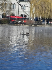 Ardea cinerea
