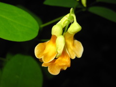 Lathyrus davidii