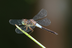 Orchithemis pruinans
