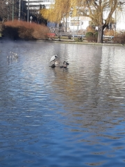 Ardea cinerea