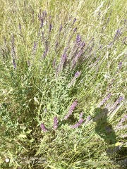 Salvia nemorosa