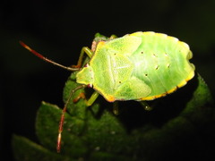 Acanthosoma