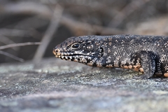 Cunningham's Skink photo 3
