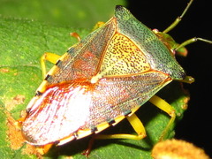 Acanthosoma denticaudum