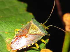 Acanthosoma denticaudum