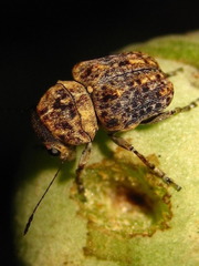 Exechesops
