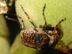 Exechesops
