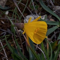 Narcissus obesus