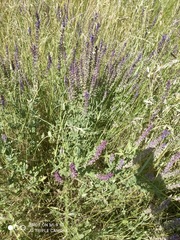 Salvia nemorosa