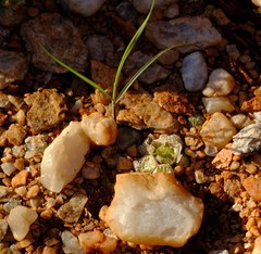 Conophytum fulleri