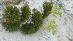 Aciphylla crosby-smithii