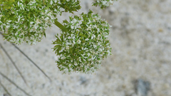 Aciphylla crosby-smithii