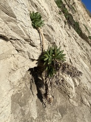 Malacothrix saxatilis saxatilis