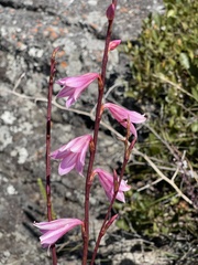 Watsonia strubeniae