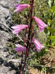 Watsonia strubeniae