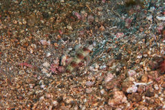 Amblyeleotris arcupinna