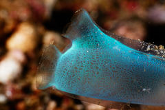 Rhopalaea