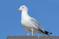 Larus delawarensis