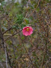 Passiflora mathewsii