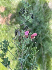Indigofera tristoides