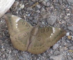 Euthalia aconthea