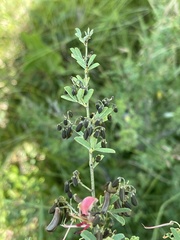 Indigofera tristoides