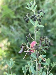 Indigofera tristoides