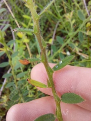 Bossiaea stephensonii