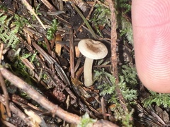 Rhizocybe rhizoides