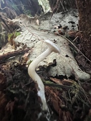 Rhizocybe rhizoides