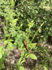 Dysdercus intermedius