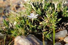 Barleria rigida