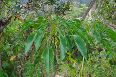 Oreopanax divulsus