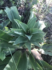 Eucomis autumnalis