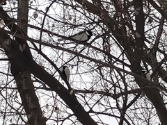 Parus minor