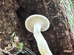 Rhizocybe rhizoides