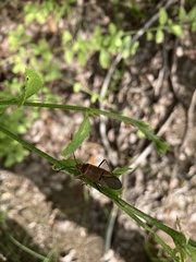 Dysdercus intermedius