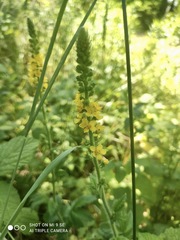 Agrimonia eupatoria