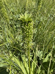 Eucomis pallidiflora pole-evansii