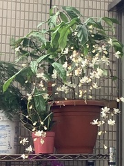 Clerodendrum schmidtii