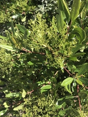 Heteromeles arbutifolia