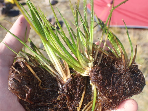 Image of Isoetes alpina by (c) Paul Bell-Butler, some rights reserved (CC BY)