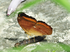 Cirrochroa emalea