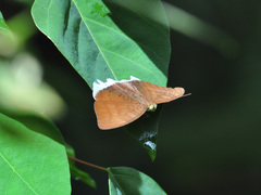 Tanaecia julii